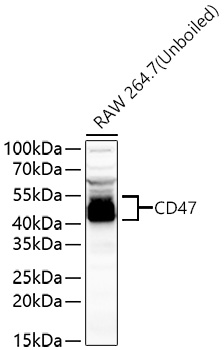 Western blot analysis of various lysates using CD47 Rabbit pAb  at 1:1000 dilution.
Secondary antibody: HRP-conjugated Goat anti-Rabbit IgG (H+L)at 1:10000 dilution.
Lysates/proteins: 25μg per lane.
Blocking buffer: 3% nonfat dry milk in TBST.
Detection: ECL West Pico Plus.   
Exposure time: 180s.