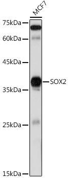 Western blot analysis of lysates from MCF7 cells, using SOX2 Rabbit pAb  at 1:1000 dilution.
Secondary antibody: HRP-conjugated Goat anti-Rabbit IgG   at 1:10000 dilution.
Lysates/proteins: 25μg per lane.
Blocking buffer: 3% nonfat dry milk in TBST.
Detection: ECL Basic Kit .
Exposure time: 60s.