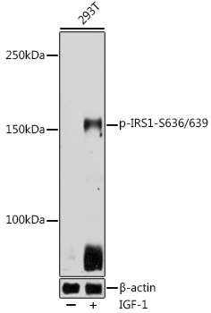 Western blot analysis of lysates from 293T cells, using Phospho-IRS1-S636/639 Rabbit pAb at 1:500 dilution. 293T cells were treated by IGF-1 (50 ng/ml) at 37℃ for 5 minutes after serum-starvation overnight.
Secondary antibody: HRP-conjugated Goat anti-Rabbit IgG (H+L) at 1:10000 dilution.
Lysates/proteins: 25μg per lane.
Blocking buffer: 3% nonfat dry milk in TBST.
Detection: ECL West Pico Plus.
Exposure time: 10s.