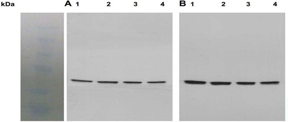 A) Western blot analysis of Akt activation using AB10521 Phospho Ser 473 AKT in striatal neurons stimulated with DHPG (mGluR5 agonist) for 0 (lane 1), 2 (lane 2), 5 (lane 3) or 10 (lane 4) min. B) Western blot analysis of total Akt (detected with anti-Akt1 antibody, AB-10521 in striatal neurons stimulated with DHPG (a mGluR5 agonist) for 0 (lane 1), 2 (lane 2), 5 (lane 3) or 10 (lane 4) min. Wells were equally loaded with 100 μg of whole cell lysate proteins.