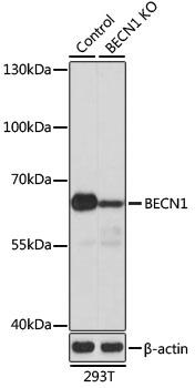 Western blot analysis of extracts from normal (control) and BECN1 knockout (KO) 293T cells, using BECN1 antibody at 1:1000 dilution.
Secondary antibody: HRP Goat Anti-Rabbit IgG (H+L) at 1:10000 dilution. Lysates/proteins: 25ug per lane.
Blocking buffer: 3% nonfat dry milk in TBST.
Detection: ECL Basic Kit.
Exposure time: 5s.