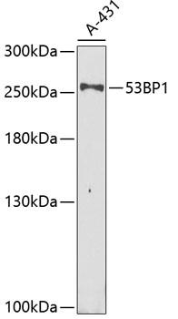 Western blot analysis of extracts of A-431 cells, using 53BP1 antibody
 at 1:1000 dilution.
Secondary antibody: HRP Goat Anti-
Rabbit IgG (H+L) at 1:10000 dilution.
Lysates/proteins: 25ug per lane.
Blocking buffer: 3% nonfat dry milk in
TBST. Detection: ECL West Pico Plus. 
Exposure time: 40s.