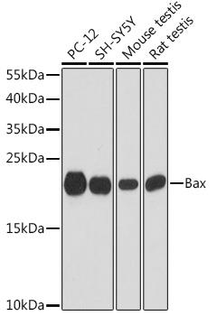 Western blot analysis of extracts of various cell lines, using Bax antibody at 1:1000 dilution.
Secondary antibody: HRP Goat Anti-Rabbit IgG (H+L) at 1:10000 dilution.
Lysates/proteins: 25ug per lane.
Blocking buffer: 3% nonfat dry milk in TBST.
Detection: ECL West Pico Plus.
Exposure time: 90s.