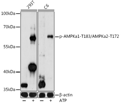 Western blot analysis of extracts of various cell lines, using Phospho-AMPKa1-T183/AMPKa2-T172 antibody at 1:1000 dilution.293T and C6 cells were treated by ATP(5 mM) at 30℃ for 1 hour. Secondary antibody: HRP Goat Anti-Rabbit IgG (H+L) at 1:10000 dilution. Lysates/proteins: 25ug per lane. Blocking buffer: 3% nonfat dry milk in TBST. Detection: ECL West Pico Plus.   Exposure time: 90s.