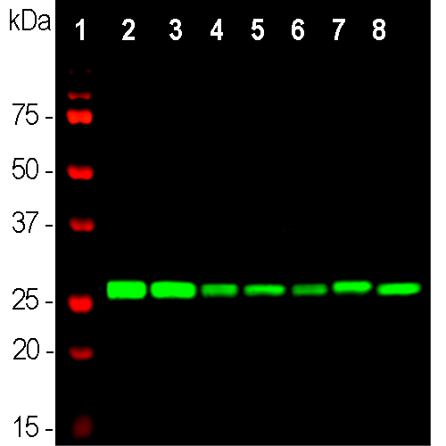Western blot analysis of whole brain lysates (lanes 2,3), and cell lysates (lanes 4-8), using mouse mAb to 14-3-3η, dilution 1:2,500 in green: [1] protein standard (red), [2] rat brain, [3] mouse brain, [4] NIH-3T3, [5] HEK293, [6] HeLa, [7] SH-SY5Y, [8] C6 cells. Strong band at 28kDa corresponds to 14-3-3η protein, expressed in all preparations