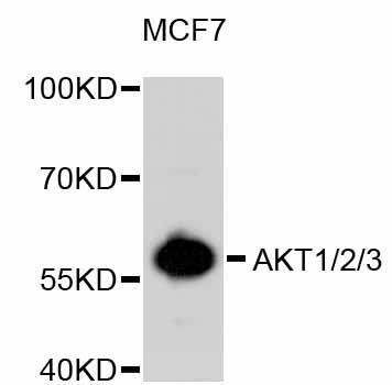 Western blot analysis of extracts of MCF-7 cells, using Pan-AKT antibody.
Secondary antibody: HRP Goat Anti- Rabbit IgG (H+L) at 1:10000 dilution.
Lysates/proteins: 25ug per lane. Blocking buffer: 3% nonfat dry milk in TBST.