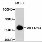 Western blot analysis of extracts of MCF-7 cells, using Pan-AKT antibody.
Secondary antibody:
HRP Goat Anti- Rabbit IgG (H+L) at 1:10000
Lysates/proteins: 25ug per lane.
Blocking buffer: 3% nonfat dry milk in TBST