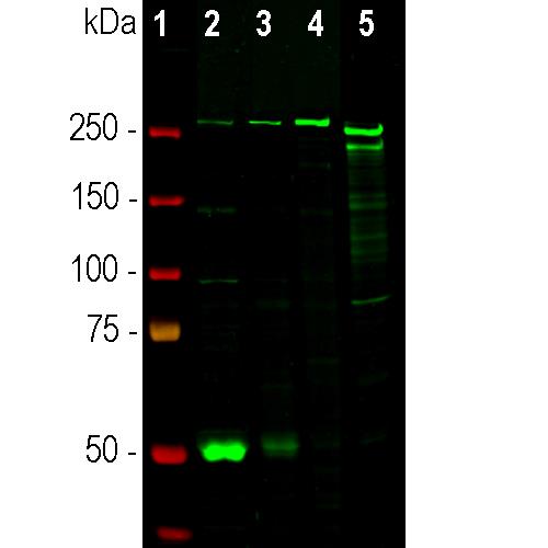 Western blot analysis analysis of tissue and cell lysates
using chicken pAB to nestin,
Nest, dilution 1:2,000 in green: [1] protein standard, [2]
embryonic day 18 rat brain, [3] rat cortical neuron-glial
cell culture, [4] C6 and [5] SH-SY5Y cells. The high
molecular weight bands correspond to Nestin protein.
