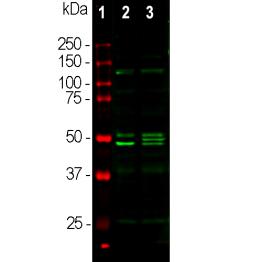 Western blot analysis of whole brain lysates using rabbit pAb to
Fox3/NeuN,FOX3, dilution 1:1,000 in green: [1] protein standard (red), [2] mouse brain, [3]
rat brain. Bands at 46-48kDa correspond to protein isotypes of the Fox3/NeuN protein.