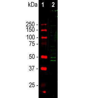 Western blot analysis of mouse brain nuclear fraction lysate using
chicken pAb to FOX3/NeuN, FOX3, dilution 1:1,000 in green. Lane 1
represents protein standard in red. Two bands at 46 and 50kDa
mark correspond to the two isoforms of the FOX3/NeuN protein.