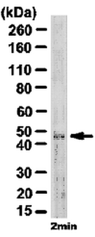 Western Blotting Analysis: Representative lot data. Mouse brain E16 tissue lysate wasprobed with Anti-NeuN (1:500 dilution). Proteins were visualized using a Goat Anti-Guinea Pig IgG secondary antibody conjugated to HRP and a chemiluminescence detection system. Arrow indicates NeuN (~48 kDa)