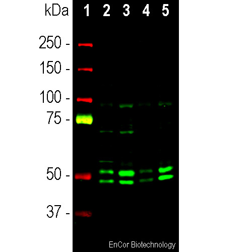 Western blot analysis of cytosolic (cyt) and nuclear enriched
(nuc) fractions of whole brain lysates using rabbit pAb to FOX3/
NeuN N-terminal peptide, FOX3-nt, dilution 1:1,000 in green: [1]
protein molecular weight standard (red), [2] rat cyt, [3] rat nuc,
[4] mouse cyt, and [5] mouse nuc lysate.
Two bands of 46 and 48kDa correspond to the two alternate
transcripts of the FOX3/NeuN protein. Western blotting was
performed under non reducing conditions.