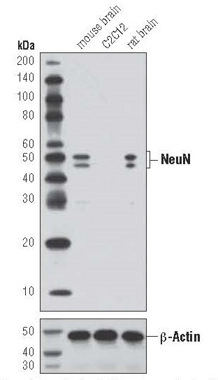 Western blot analysis of extracts from mouse brain, C2C12
cells, and rat brain using NeuN (D3S3I) Rabbit mAb (upper) or
b-Actin (D6A8) Rabbit mAb (lower).