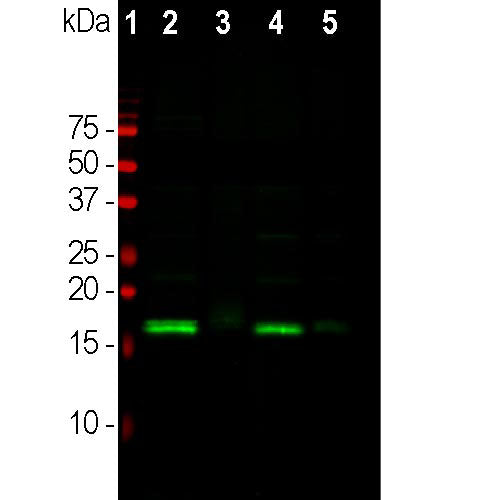 Western blot analysis of different tissue lysates using
chicken pAb to α-synuclein, CPCA-SNCA, dilution 1:2,000 in green: [1] protein standard (red), [2] rat brain, [3] rat spinal cord, [4] mouse brain, [5] mouse spinal cord. The strong band at about 15kDa corresponds to the α- synuclein protein in brain extracts, which are rich in
synapses, while a weaker band is seen in spinal cord
extracts where synapses are a more minor component.