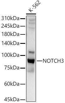 Western blot analysis of lysates from K-562 cells, using NOTCH3 Rabbit pAb at 1:2000 dilution.
Secondary antibody: HRP Goat Anti-Rabbit IgG (H+L) at 1:10000 dilution.
Lysates/proteins: 25μg per lane.
Blocking buffer: 3% nonfat dry milk in TBST.
Detection: ECL West Pico Plus.
Exposure time: 10s.