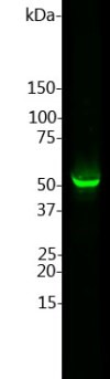 Left: Western blot of whole rat
cerebellum homogenate stained with GFAP, at dilution of 1:2,500. A prominent band running with an apparent SDS-PAGE molecular weight of ~50kDa corresponds to rodent
GFAP. A lower band at ~45kDa is derived from the GFAP molecule.
