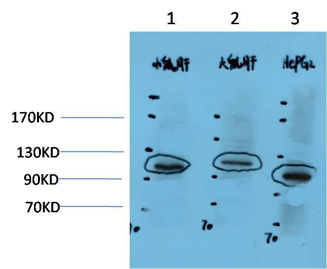 Western blot analysis of 1) Mouse Liver Tissue Lysate, 2)Rat Liver Tissue Lysate, 3) HepG2 Cell Lysate using HIF-1α Rabbit pAb diluted at 1:1000.