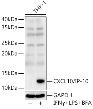 Western blot analysis of THP-1, using CXCL10/IP-10 antibody at 1:3000 dilution.THP-1 cells
were treated by LPS for 6 hours,Brefeldin A for 3 hours and IFNγ (50ng/ml) for 8 hours of stimulation.
Secondary antibody: HRP Goat Anti-Rabbit IgG (H+L)  at 1:10000 dilution.
Lysates/proteins: 25μg per lane. Blocking buffer: 3% nonfat dry milk in TBST. Detection: ECL West Pico Plus.Exposure time: 30s.