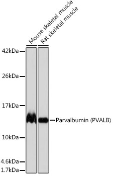 Western blot analysis of various lysates using Parvalbumin (PVALB) Rabbit PAb at 1:1000 dilution.
Secondary antibody: HRP Goat Anti-Rabbit IgG (H+L) at 1:10000 dilution.
Lysates/proteins: 25μg per lane.
Blocking buffer: 3% nonfat dry milk in TBST.
Detection: ECL West Pico Plus.
Exposure time: 1s.
