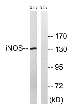 Western blot analysis of lysates from NIH/3T3 cells, using iNOS Antibody.
The lane on the right is blocked with the synthesized peptide.