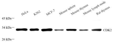 Western blot analysis of Cdk2 at dilution of 1: 800