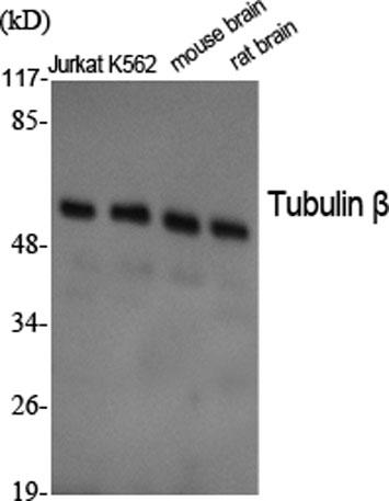 Western Blot analysis of various cells using Tubulin β Polyclonal Antibody diluted at 1:2000. Secondary antibody was diluted at 1:20000