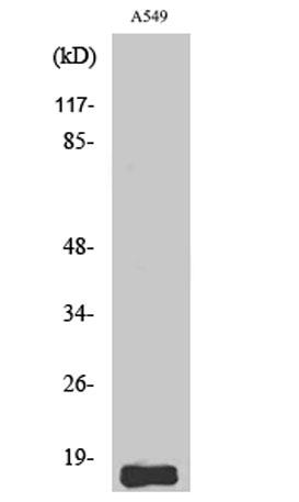 Western Blot analysis of A549 cells using Somatostatin Polyclonal Antibody