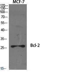 Western Blot (WB) analysis of specific cells using Bcl-2 Polyclonal Antibody.