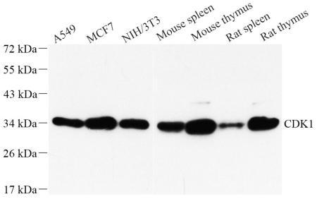 Western blot analysis of CDK1 at dilution of 1:1000