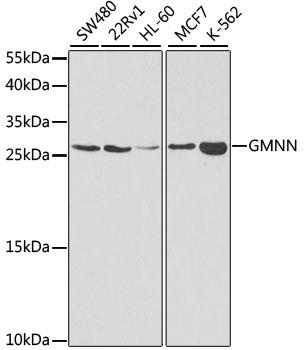 Western blot analysis of extracts of
various cell lines, using GMNN
antibody at 1:1000 dilution.
Secondary antibody: HRP Goat Anti-
Rabbit IgG (H+L) at 1:10000
dilution.
Lysates/proteins: 25ug per lane.
Blocking buffer: 3% nonfat dry milk in
TBST.
Detection: ECL Basic Kit
Exposure time: 90s.