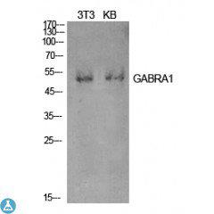 Western Blot (WB) analysis of NIH-3T3, KB cells using GABAA Ralpha1 polyclonal antibody.