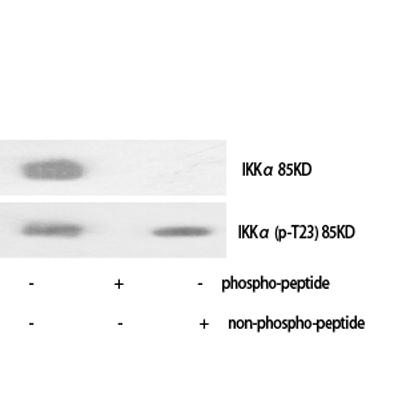 Western Blot analysis of various cells using IKKα Polyclonal Antibody diluted at 1:1000