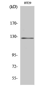 Western Blot analysis of HT29 cells using JAK2 Polyclonal Antibody diluted at 1:2000