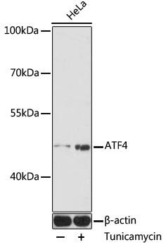 Western blot analysis of extracts of HeLa cells, using ATF4 antibody at 1:1000 dilution.HeLa cells were treated by tunicamycin (2 μg/mL) for 8 hours. Secondary antibody: HRP Goat Anti-Rabbit IgG (H+L) at 1:10000 dilution.
Lysates/proteins: 25ug per lane.
Blocking buffer: 3% nonfat dry milk in TBST.
Detection: ECL West Pico Plus.
Exposure time: 3min.