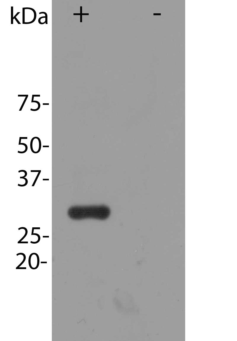 Blot of HEK293 cells transfected with pFin-EF1-mCherry vector, in the lane marked “+”. HEK293 cells which were not transfected with this vector show no protein band in lane marked “