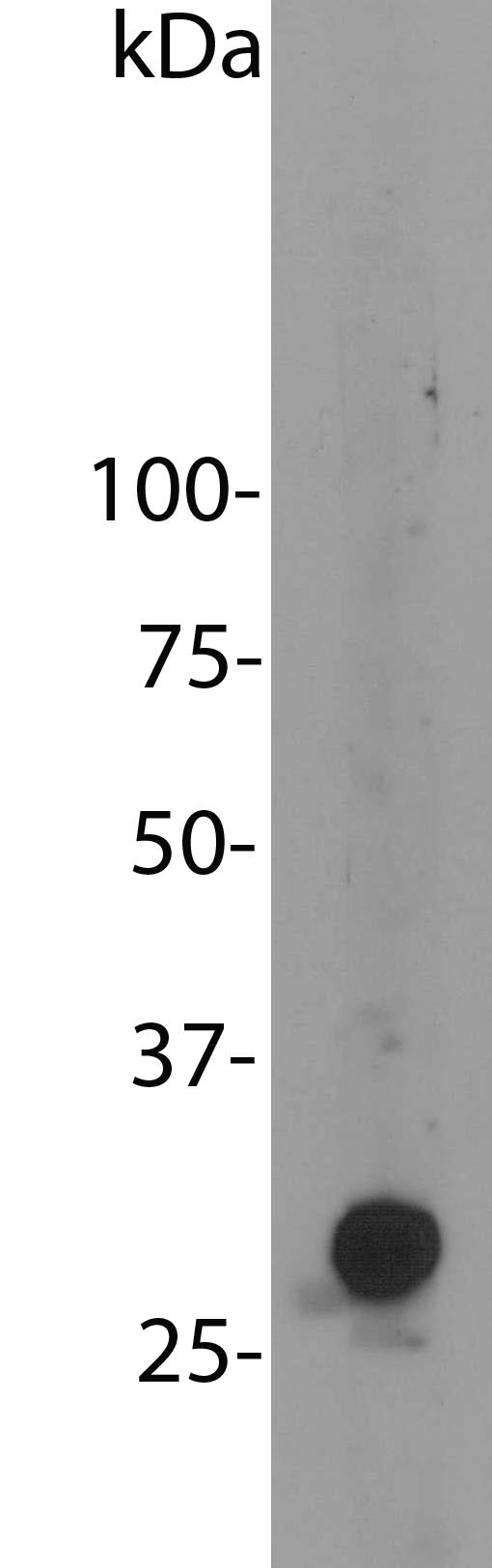 Blot of HEK293 cells transfected with pFin-EF1-mCherry vector,    There is a strong clean band at about 30 kDa. HEK293 cells which were not transfected with this vector show no protein bands.