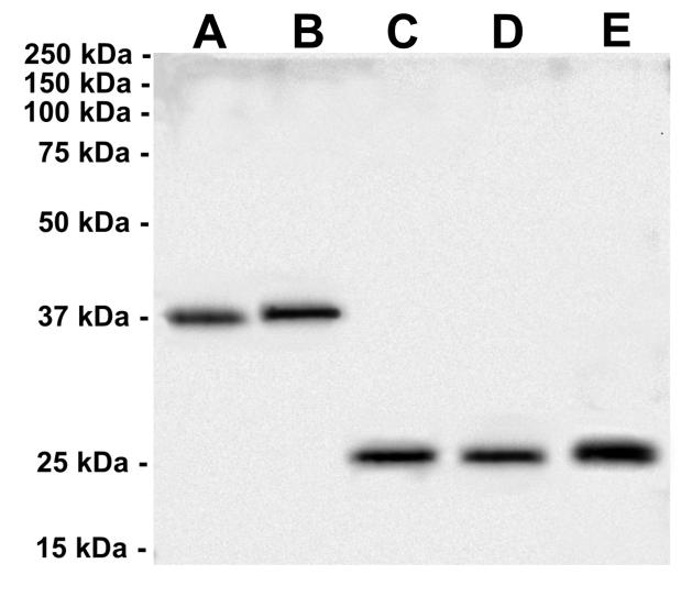 Prof.Rosa Di Liddo , Dr. Thomas Bertalot, Dr. Sandra Schrenk
University of Padova
Department of Pharmaceutical and Pharmacological Sciences
See western blot  protocol on Western Blotting  AB-82598
 (Protocol of Prof.Rosa Di Liddo,Dr.Thomas Bertalot, Dr. Sandra Schrenk)
University of Padova
Department of Pharmaceutical and Pharmacological Sciences
Sample preparation
Whole protein lysate was obtained using RIPA lysis buffer supplemented with protease inhibitors. All procedures were performed on ice and homogenization of samples was executed using a 22G needle syringe. 
 
1. SDS-PAGE Electrophoresis: Sample loaded: 10μg - Poly-Acrylamide gel at 12%

2. Transfer: 0.45μm PVDF Membrane (Transfer for 80 min at 4°C on ice) -140 Volts and 14 mA

3. Blocking: - Blocking solution: 5% no-fat milk with TBS -Time: 2h

4. Incubation of Primary antibody: Dilution of primary antibody: 1:1000 [1μg/mL] -Dilute buffer: 1% no-fat milk with 
TBS - Time and temperature: 4°C overnight in constant slow shacking

5. Washing: Wash with TBS-T (Tween-20, 0.25%) for three times (15 min, 5 min, 5 min)

6. Incubation of Secondary antibody: Dilution of secondary antibody: HRP-Goat anti-rabbit IgG (1:2500)

7. Dilute buffer: 1% no-fat milk with TBS -Time and temperature: RT, 90min on shaker

8. Washing:  Wash with TBS-T (Tween-20, 0.25%) for four times (20 min, 5 min, 5 min, 5 min)

9. ECL chemiluminescent method:
