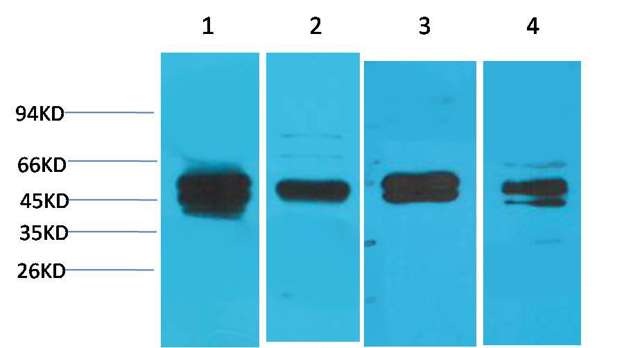 Western blot analysis of 
1) Jurkat, 
2) Hela, 
3) C2C12, 
4) Rat Liver Tissue
with Cyclin B1 Rabbit pAb EA244 diluted at 1:2,000.