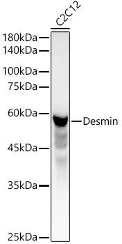 Western blot analysis of extracts of C2C12 cells, using Desmin antibody at 1:400 dilution.
Secondary antibody: HRP Goat Anti-Rabbit IgG (H+L)) at 1:10000 dilution.
Lysates/proteins: 25ug per lane.
Blocking buffer: 3% nonfat dry milk in TBST.
Detection: ECLWest Pico Plus. Exposure time: 30s