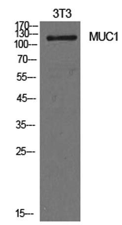 Western Blot analysis of NIH-3T3 cells using Mucin 1 Polyclonal Antibody. Secondary antibody was diluted at 1:20000