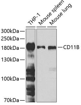Western blot analysis of extracts of various cell lines, using CD11B antibody at 1:1000 dilution.
Secondary antibody: HRP Goat Anti-Rabbit IgG (H+L) at 1:10000 dilution.
Lysates/proteins: 25ug per lane.
Blocking buffer: 3% nonfat dry milk in TBST.