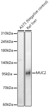 Western blot analysis of various lysates, using MUC2 Rabbit pAb at 1:1000 dilution.
Secondary antibody: HRP Goat Anti-Rabbit IgG (H+L) at 1:10000 dilution.
Lysates/proteins: 25ug per lane.
Blocking buffer: 3% nonfat dry milk in TBST.
Detection: ECL West Pico Plus.   
Exposure time: 180s.