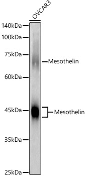 Western blot analysis of lysates from OVCAR3 cells, using Mesothelin Rabbit pAb at 1:2000
dilution.
Secondary antibody: HRP Goat Anti-Rabbit IgG (H+L) at 1:10000 dilution.
Lysates/proteins: 25μg per lane.
Blocking buffer: 3% nonfat dry milk in TBST.
Detection: ECL West Pico Plus.
Exposure time: 10s.