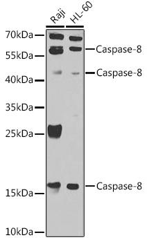 Western blot analysis of extracts of various cell lines, using Caspase-8 antibody at 1:1000
dilution.
Secondary antibody: HRP Goat Anti-Rabbit IgG (H+L) at 1:10000 dilution.
Lysates/proteins: 25ug per lane.
Blocking buffer: 3% nonfat dry milk in TBST.
Detection: ECL West Pico Plus. 
Exposure time: 30s.