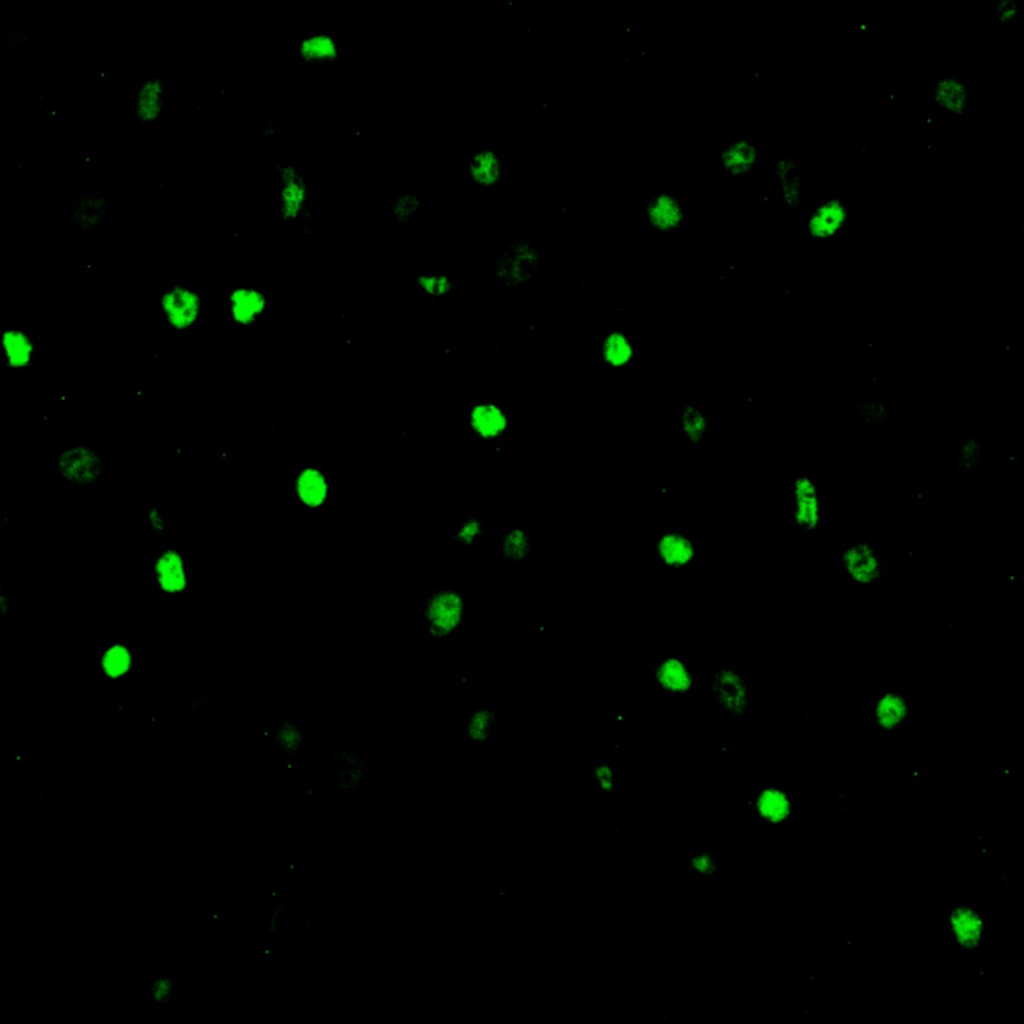 1. SOX2  Immunohistochemistry Frozen Tissues dilution 1:100                                                                                       on cortex tissues of wild type mouse “enlargement 40x 03”