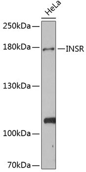 Western blot analysis of extracts of HeLa cells, using INSR antibody at 1:1000 dilution.
Secondary antibody: HRP Goat Anti-Rabbit IgG (H+L) at 1:10000 dilution.
Lysates/proteins: 25ug per lane.
Blocking buffer: 3% nonfat dry milk in TBST.
Detection: ECL West Femto Plus Kit .
Exposure time: 120s.