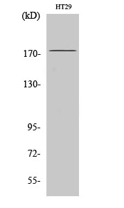 Western Blot analysis of HT29 cells using IRS-1 Polyclonal Antibody diluted at 1:1000