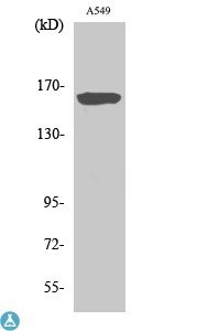 Western Blot (WB) analysis of specific cells using NOS1 polyclonal antibody.
