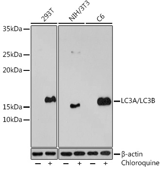 Western blot analysis of extracts of various cell lines, using LC3A/LC3B antibody at 1:500
dilution.293T cells were treated by Chloroquine (50 μM) at 37℃ for 20 hours.NIH/3T3 cells were
treated by Chloroquine (50 μM) at 37℃ for 20 hours.C6 cells were treated by Chloroquine (50 μM) at
37℃ for 20 hours.
Secondary antibody: HRP Goat Anti-Rabbit IgG (H+L) at 1:10000 dilution.
Lysates/proteins: 25μg per lane.
Blocking buffer: 3% BSA.
Detection: ECL West Pico Plus.
Exposure time: 3min.