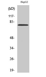 Western Blot analysis of HepG2 cells using MMP-9 Polyclonal Antibody diluted at 1:1000